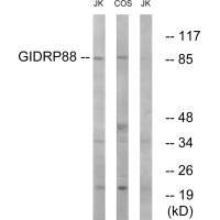 R3HCC1L antibody
