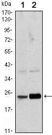 Rab10 Antibody