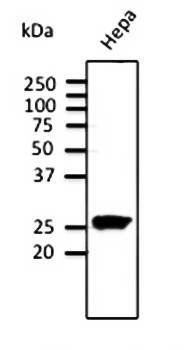 Rab11a Antibody