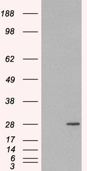 RAB11A antibody