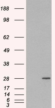 Goat anti-RAB11A / YL8 Antibody