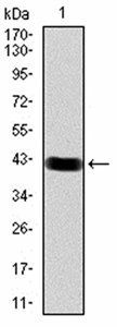 RAB11FIP1 Antibody