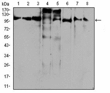 RAB11FIP1 Antibody