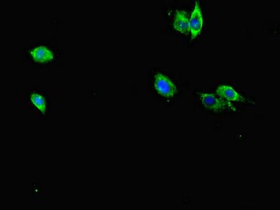 RAB12 antibody