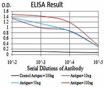 Rab13 Antibody