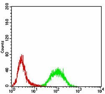 Rab13 Antibody