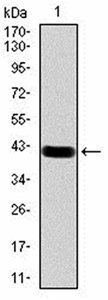 Rab13 Antibody