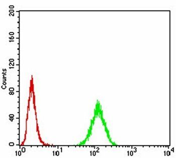 Rab13 Antibody