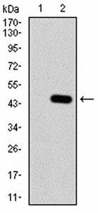 Rab13 Antibody