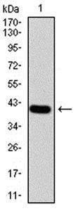 Rab13 Antibody