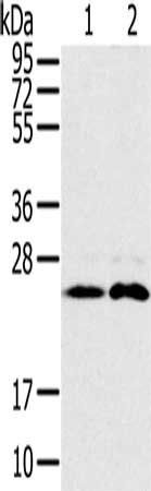 RAB14 antibody