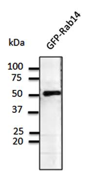 Rab14 Antibody