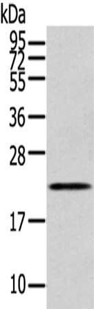 RAB17 antibody