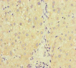 RAB18 Antibody