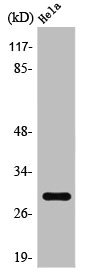 RAB20 antibody