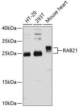 RAB21 antibody