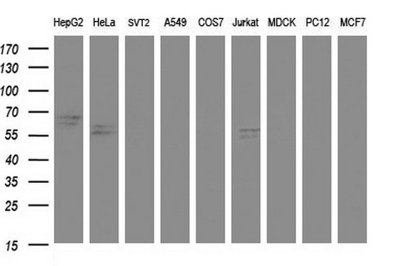 RAB21 Antibody