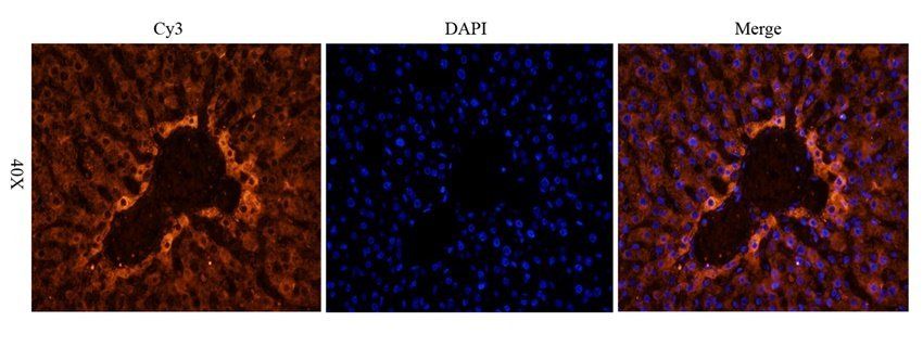 RAB21 antibody