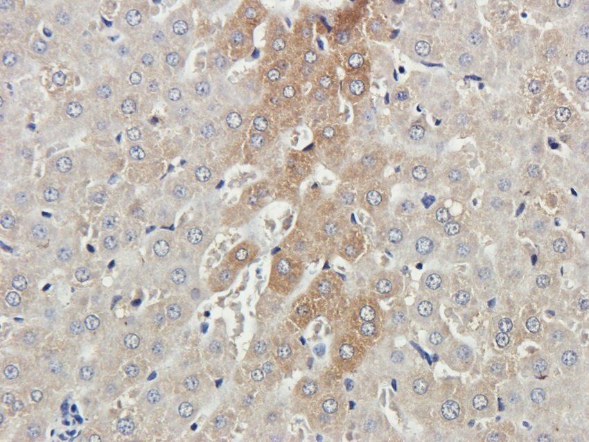 RAB21 antibody