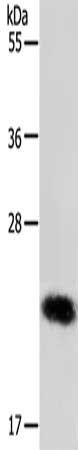 RAB22A antibody