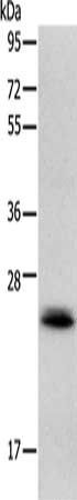 RAB22A antibody