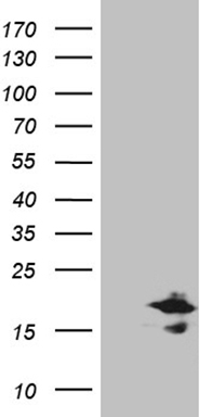 RAB23 Antibody