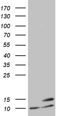 RAB23 Antibody