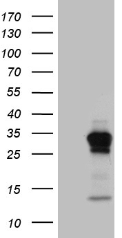 RAB23 Antibody