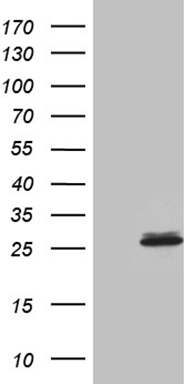RAB23 Antibody