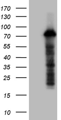 RAB23 Antibody