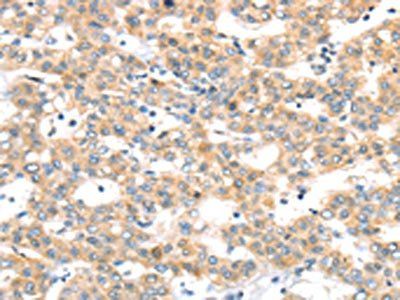 RAB24 Antibody