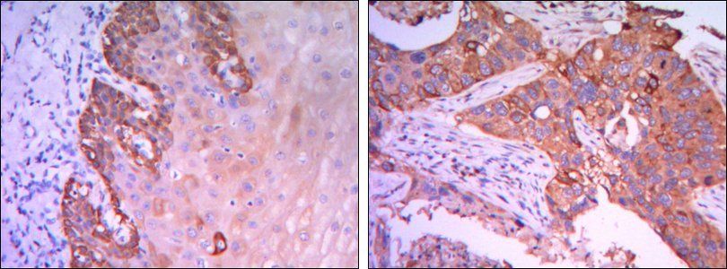 Rab25 Antibody