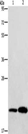 RAB26 antibody