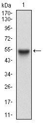 RAB27A Antibody