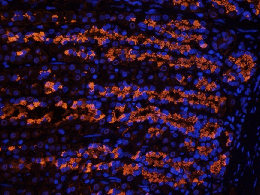 Rab28 antibody