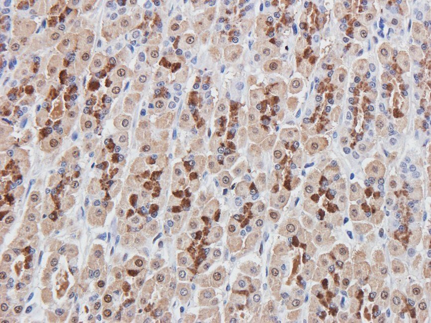 Rab28 antibody