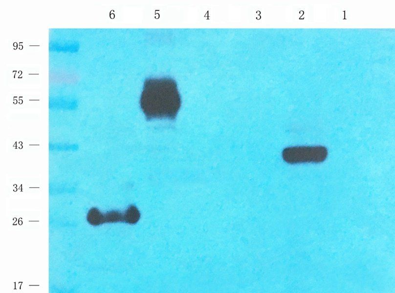 Rab28 antibody