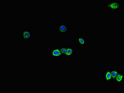 RAB28 antibody