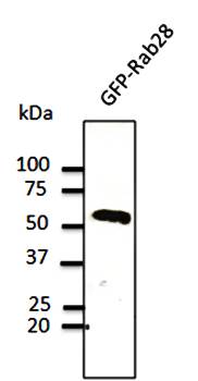 Rab28 Antibody