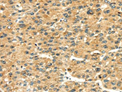 RAB2A Antibody