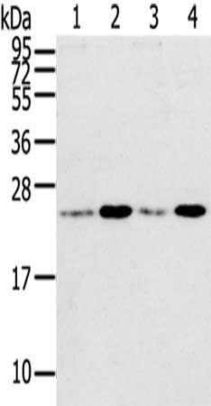 RAB2A antibody