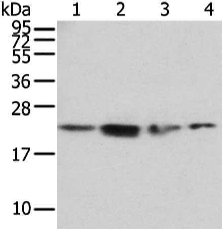 RAB2A antibody