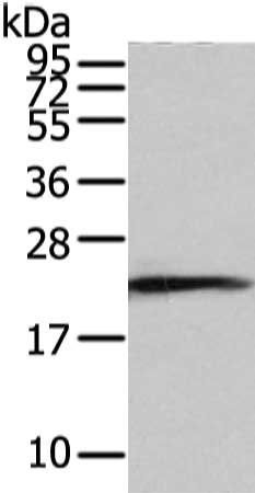 RAB2A Antibody