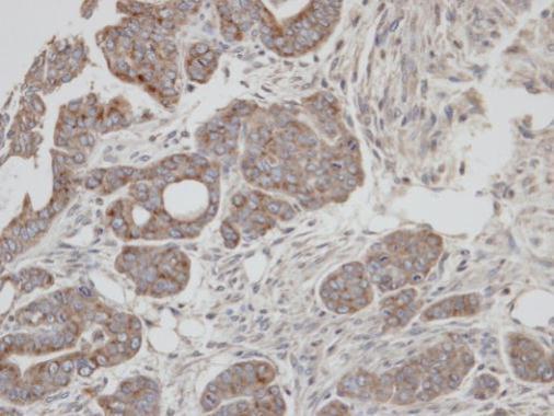 RAB2A antibody [C2C3], C-term