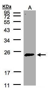 RAB2A antibody