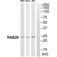 RAB2B Antibody