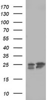 RAB30 Antibody