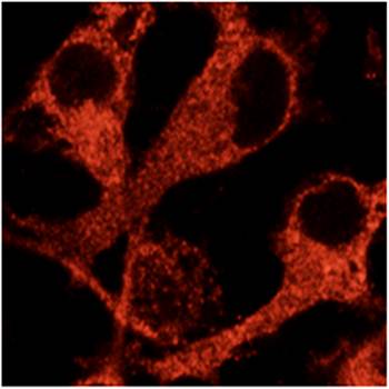 Rab32 Antibody