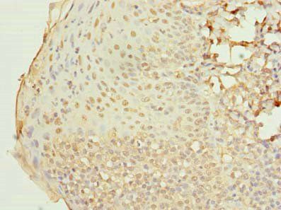 RAB33A antibody