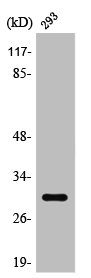 RAB34 Antibody